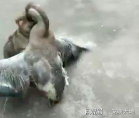 狗和鹅打架视频,现场惊心动魄
